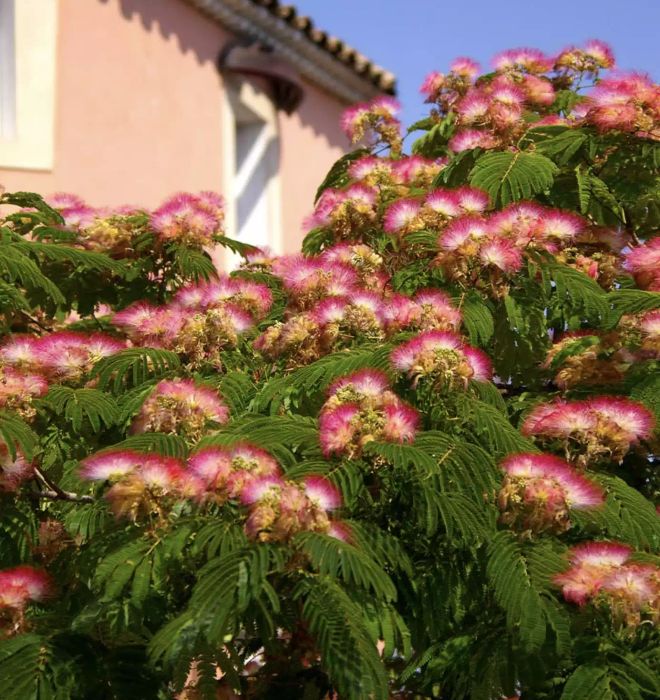 Mimosa Tree