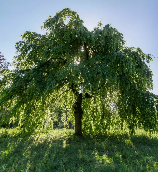 Weeping Willow