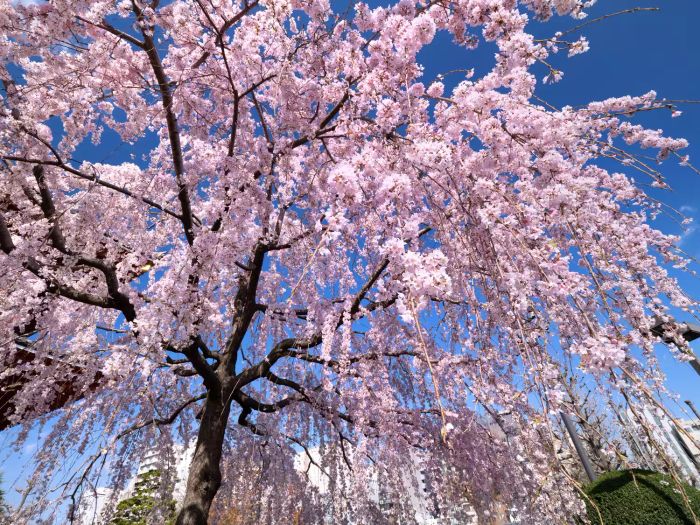 Cherry Blossoms