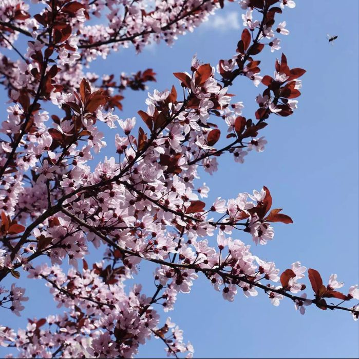 Plum trees in bloom, like the Krauter Vesuvius, feature vibrant pink flowers and purple foliage, alongside plums that appear in the summer. These trees thrive in USDA zones 4 to 9.