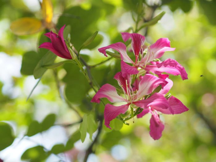 hong kong orchid tree