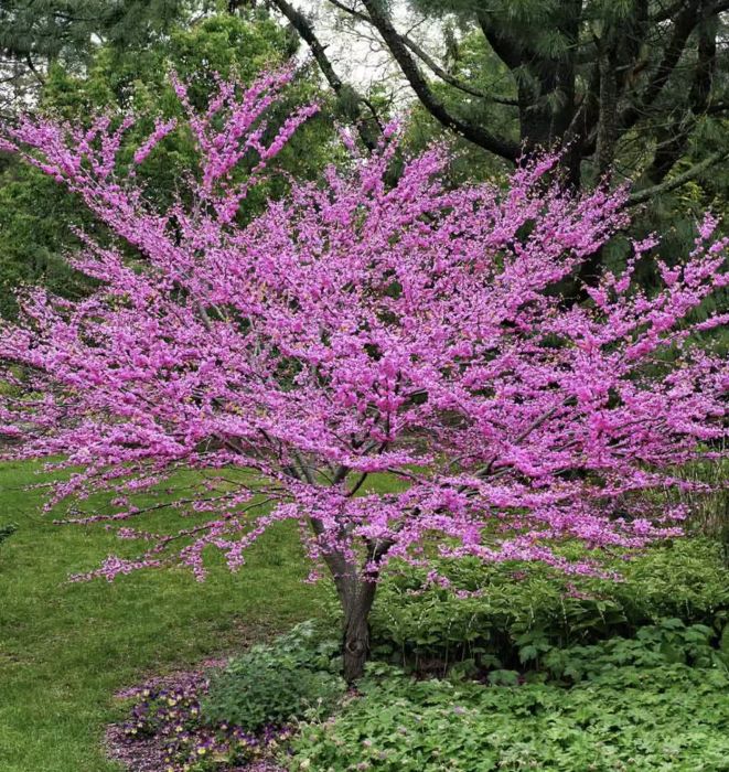 The Eastern Redbud Tree