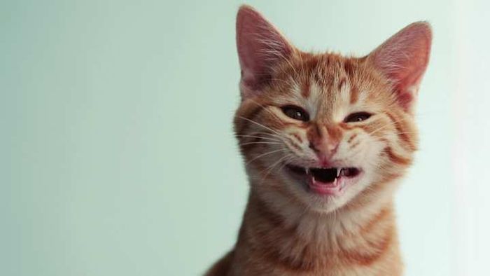 Sorry, feline friends, the truth is out now.