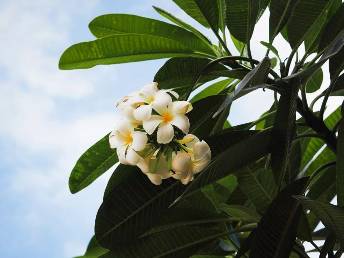 The frangipani tree