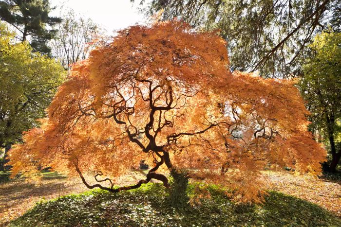 Japanese Maple tree