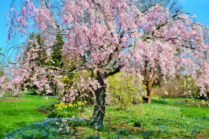 Weeping Cherry Higan Tree