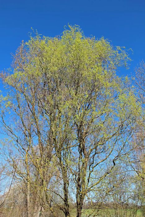 Corkscrew Willow
