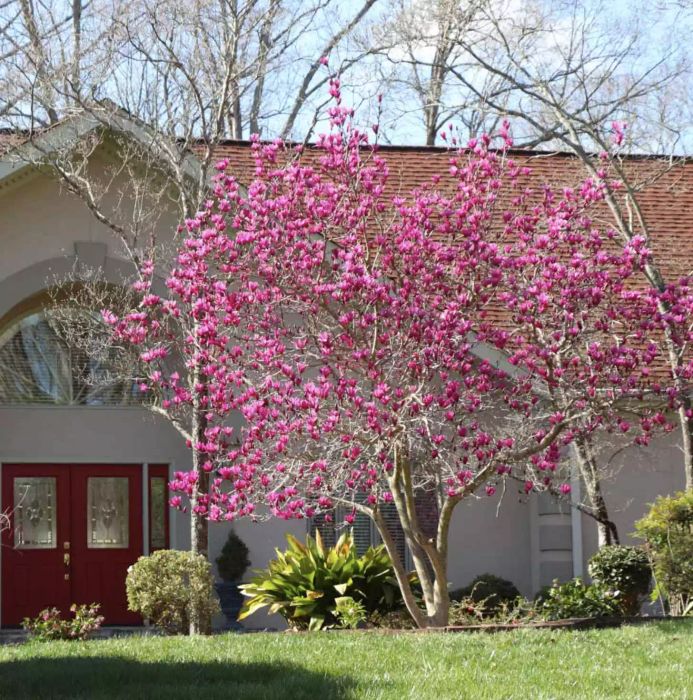 Jane Magnolia Tree