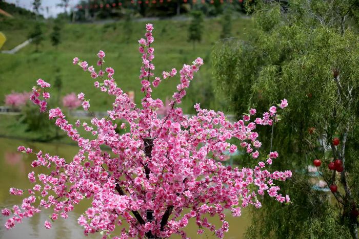 Dwarf flowering cherry tree