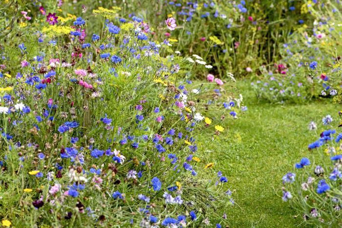 Wildflowers bloom in an English cottage garden, with a grassy path meandering through it, bathed in the gentle summer sunlight.