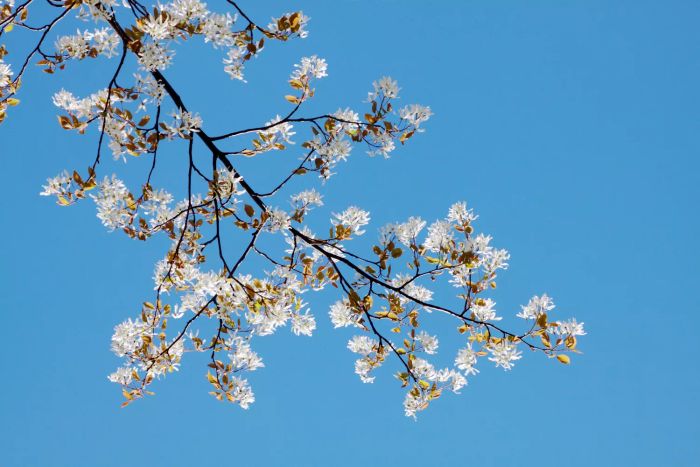 Serviceberry tree