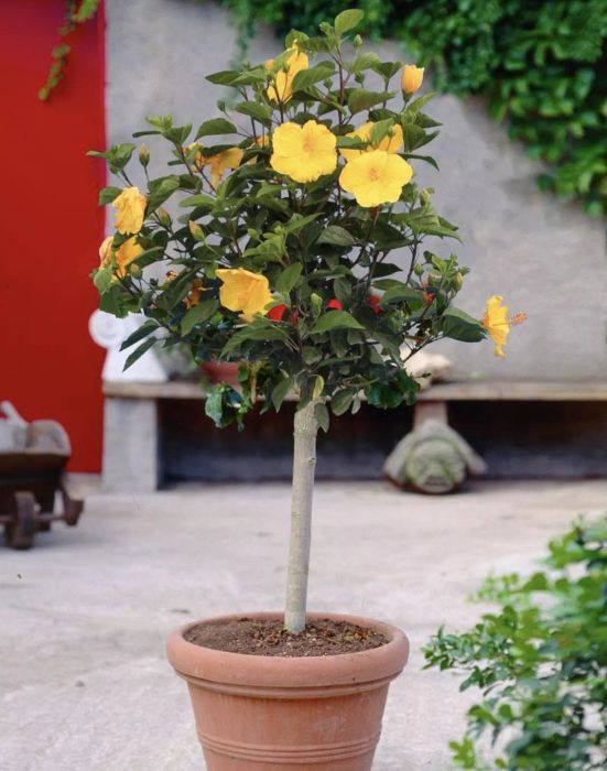Hibiscus Tree