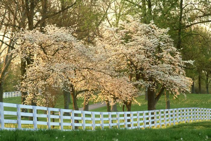 Dogwood tree