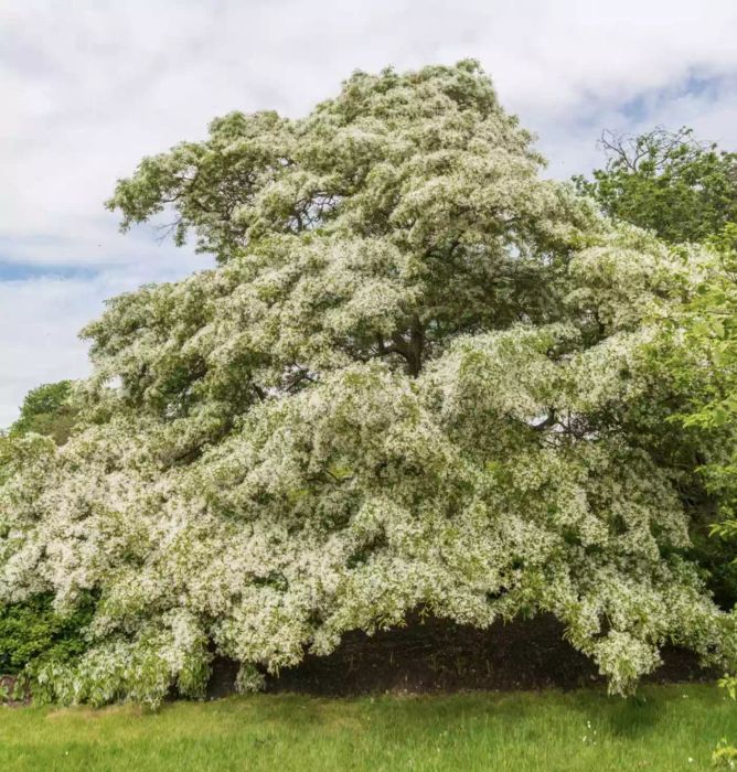 Fringe Tree