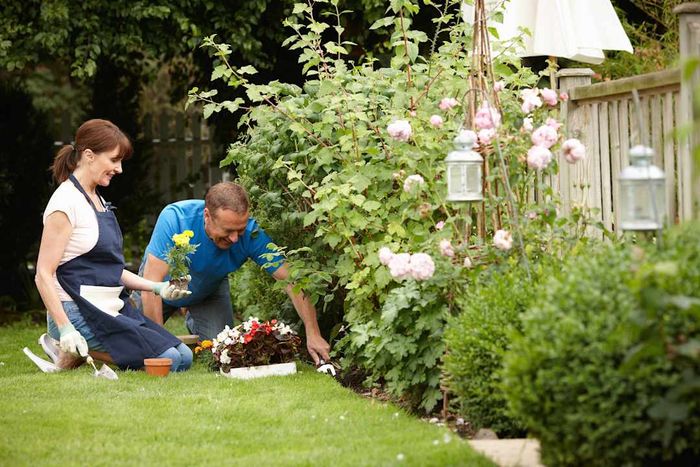 A man and woman planting flowers in their backyard garden