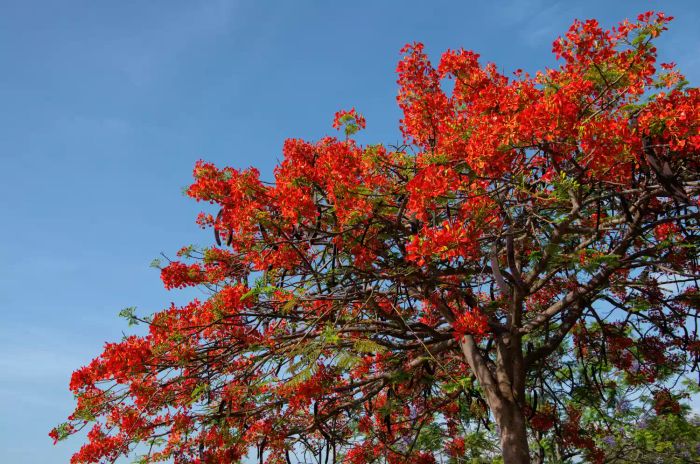 The Royal Poinciana tree