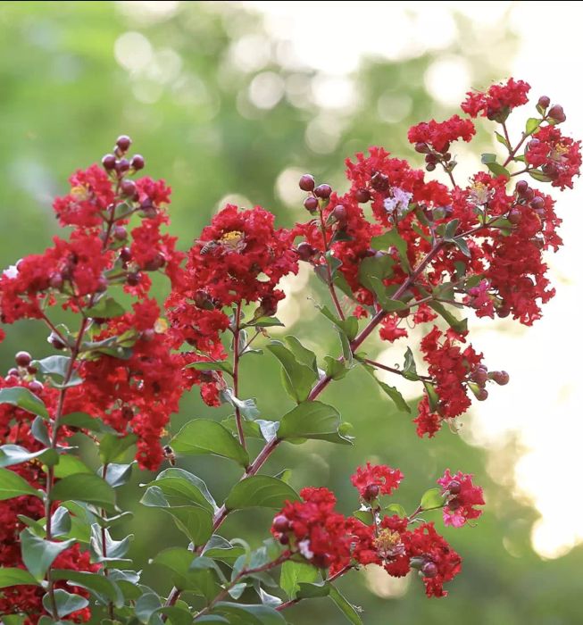 Colorama crape myrtle