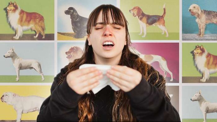 Unfortunately, we’ve got some disappointing news about those ‘hypoallergenic’ pets.