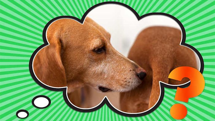 There’s a solid reason behind why dogs sniff each other’s rear ends.