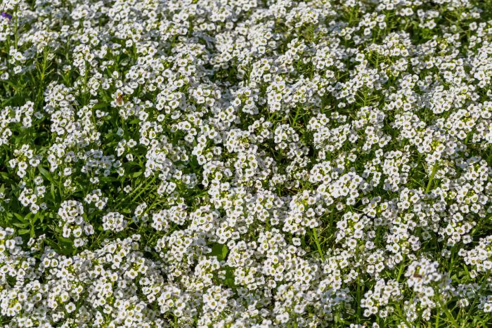 A field of blooming white sweet alyssum.