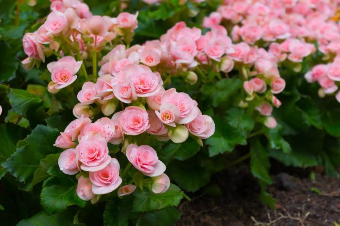 Pink tuberous begonia (Begonia x tyerhybrida) in full bloom