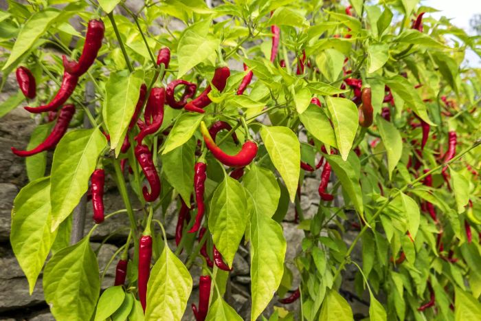 Curled, fiery red chili peppers hanging from plants surrounded by green foliage in a garden.