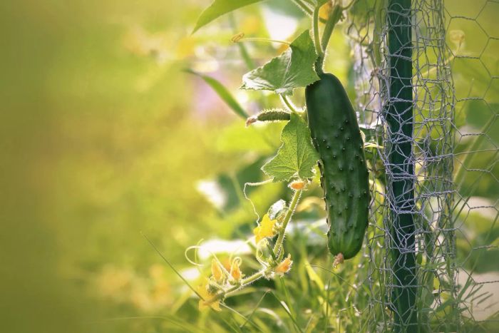 A lone cucumber dangles from its vine, gently swaying as it grows on the cucumber plant.