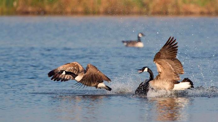 No wild geese were harmed in the creation of this idiomatic expression.