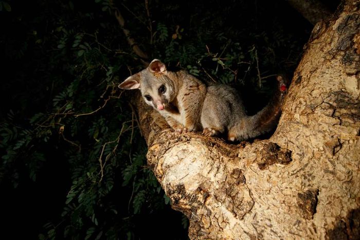 A typical brushtail possum.
