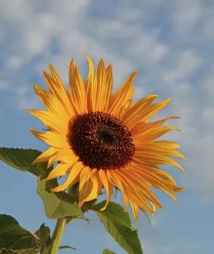 A majestic sunflower standing tall against a backdrop of a clear blue sky.