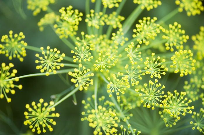 Dill herb plant