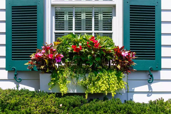 Growing Annuals in a Window Box