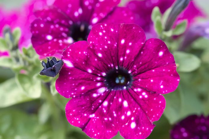 A close-up view of a red night sky petunia with white specks, surrounded by lush green leaves, showcasing its unique beauty.
