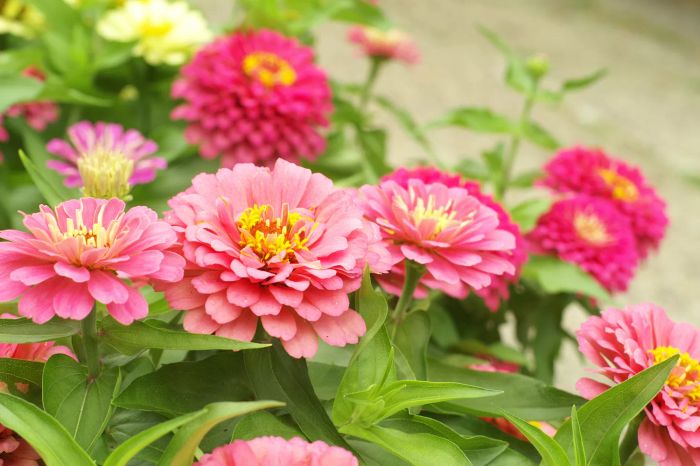 A close-up view of pink zinnia blossoms in full bloom.