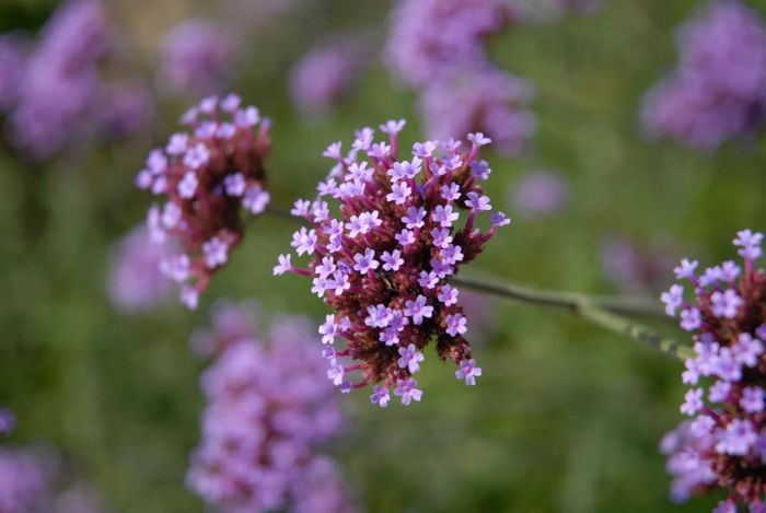 A close-up view of purple vervain verbena