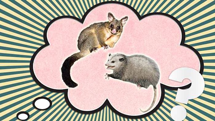 A possum (left) and an opossum (right) side by side.