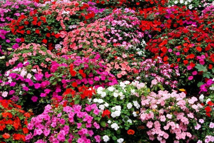 A vibrant mix of various colored impatiens flowers, all in full bloom.