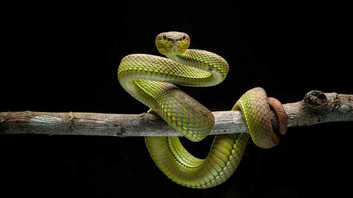 Ireland: Famous for its Guinness, and also for its complete lack of snakes.