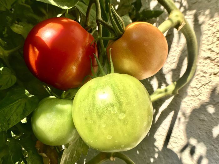 A close-up view of a tomato plant showing fruits at various stages of ripening, from green to fully red.