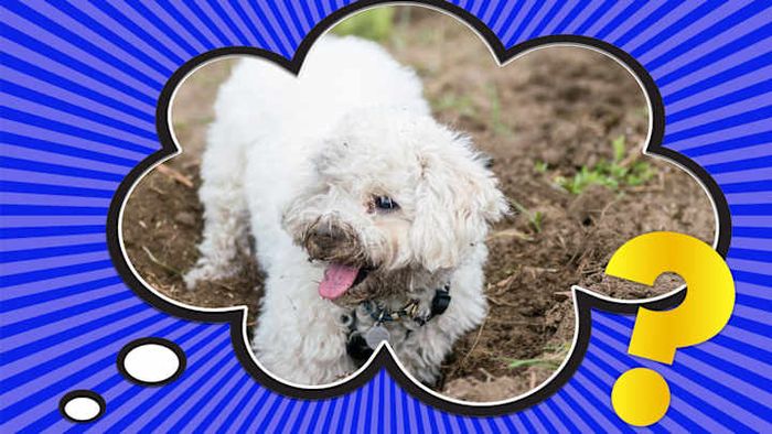 Dirt certainly doesn't belong in a healthy, balanced diet.