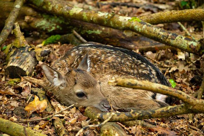 a fawn blending into the forest floor