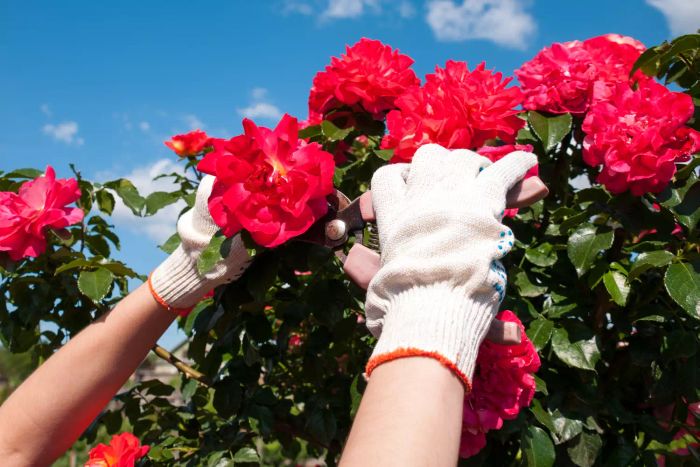 A gardener with gloved hands pruning roses from a vibrant red bush.