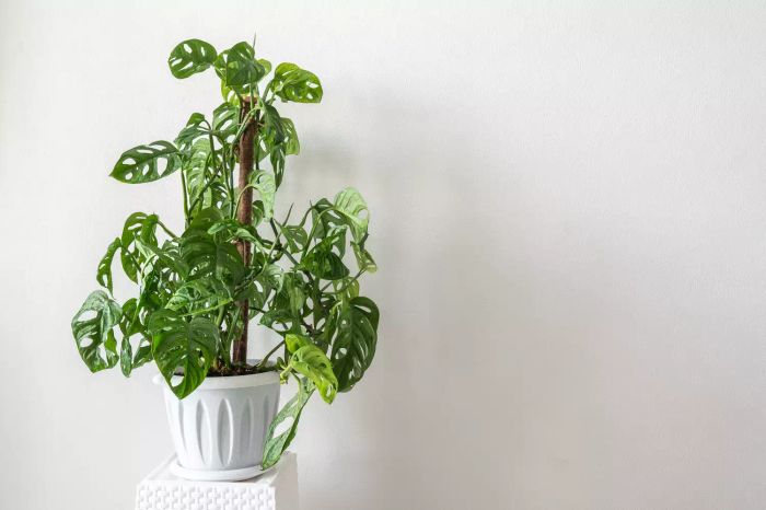 Types of monsteras: Monstera Adansonii