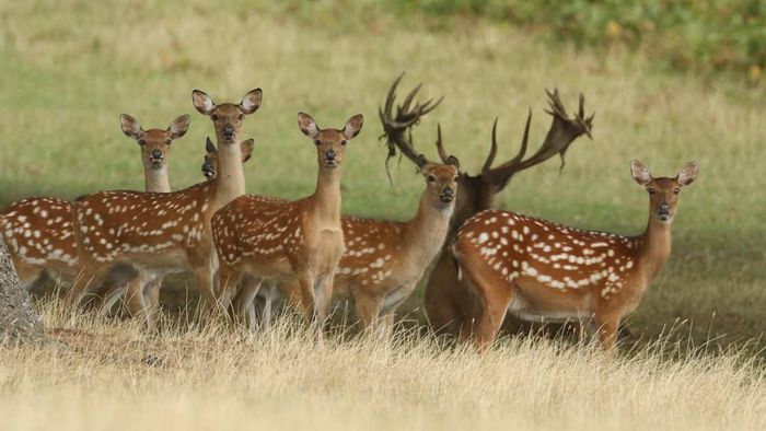 a herd of sika deer