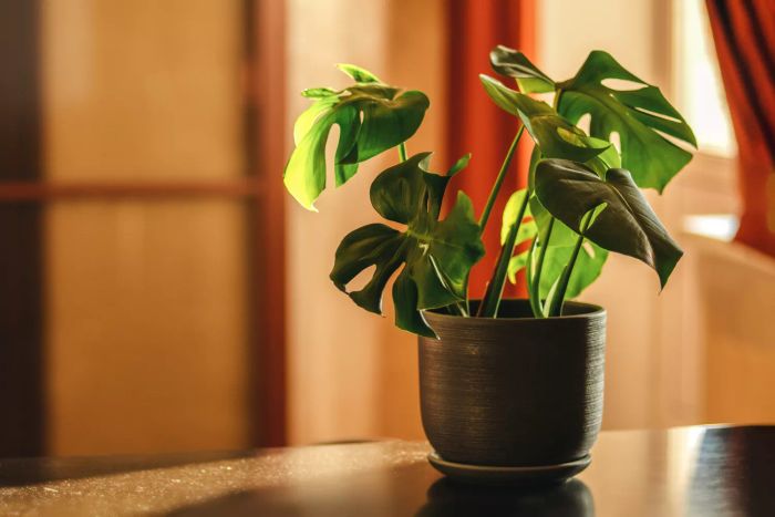 Monstera Deliciosa