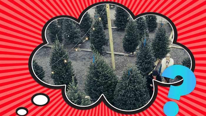 Just like us, trees go through growth spurts as they mature.