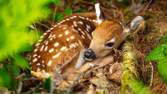 Camouflage can be cute, too.