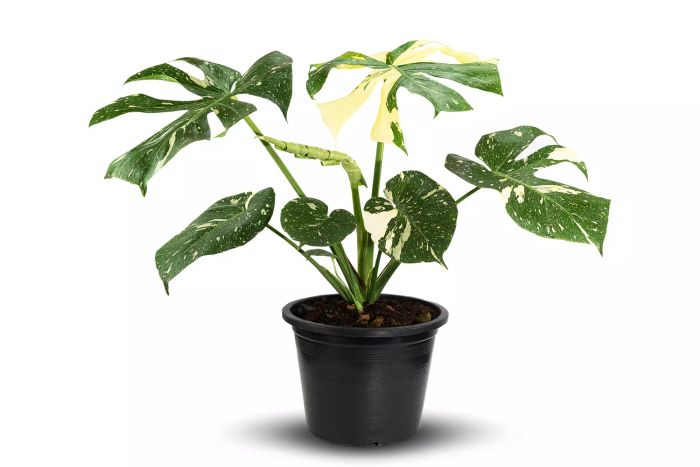Types of Monstera: Monstera Thai Constellation