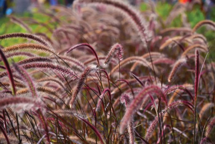 Purple fountain grass is a visually striking ornamental grass known for its graceful, flowing appearance and deep purple hues. It adds both texture and elegance to any garden or landscape.