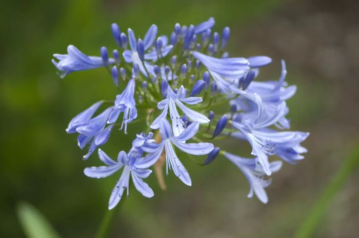 Blue Agapanthus is a variety renowned for its striking blue flowers, making it an excellent choice for adding vibrant color to any garden or landscape.